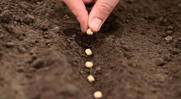 Damit Gründer reich ernten können, brauchen sie am Anfang ein ausreichendes Gründungskapital.