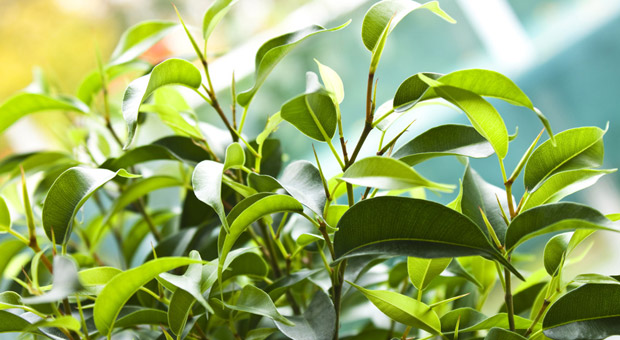 Birkenfeige, Ficus Benjamini