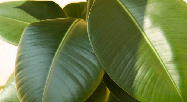 Gummibaum, Ficus elastica