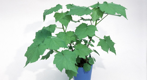 Zimmerlinde, Sparrmannia