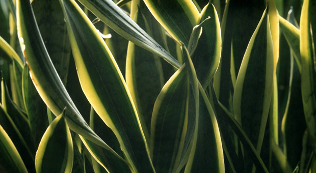 Bogenhanf, Sansevieria