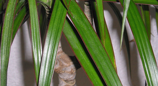 Drachenbaum, Dracaena