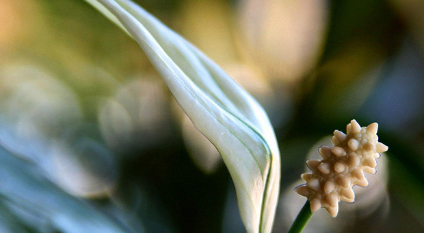 Spathiphyllum, Friedenslilie
