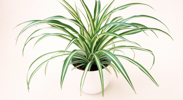 Chlorophytum comosum, Grünlilie, Beamtengras, Beamtenpalme