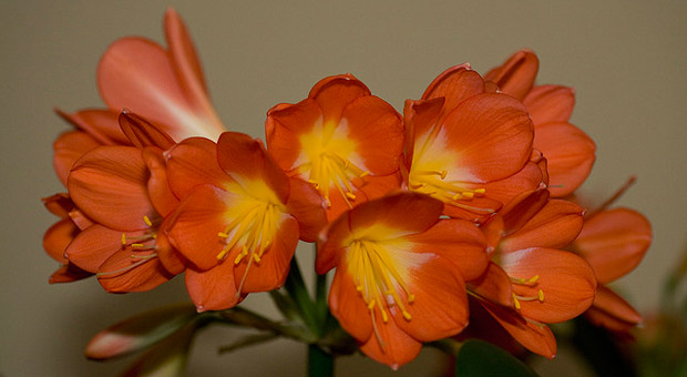 Klivie, Clivia miniata