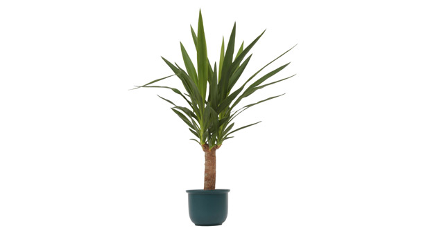 Yucca gigantea, Yucca elephantipes, Palmlilie