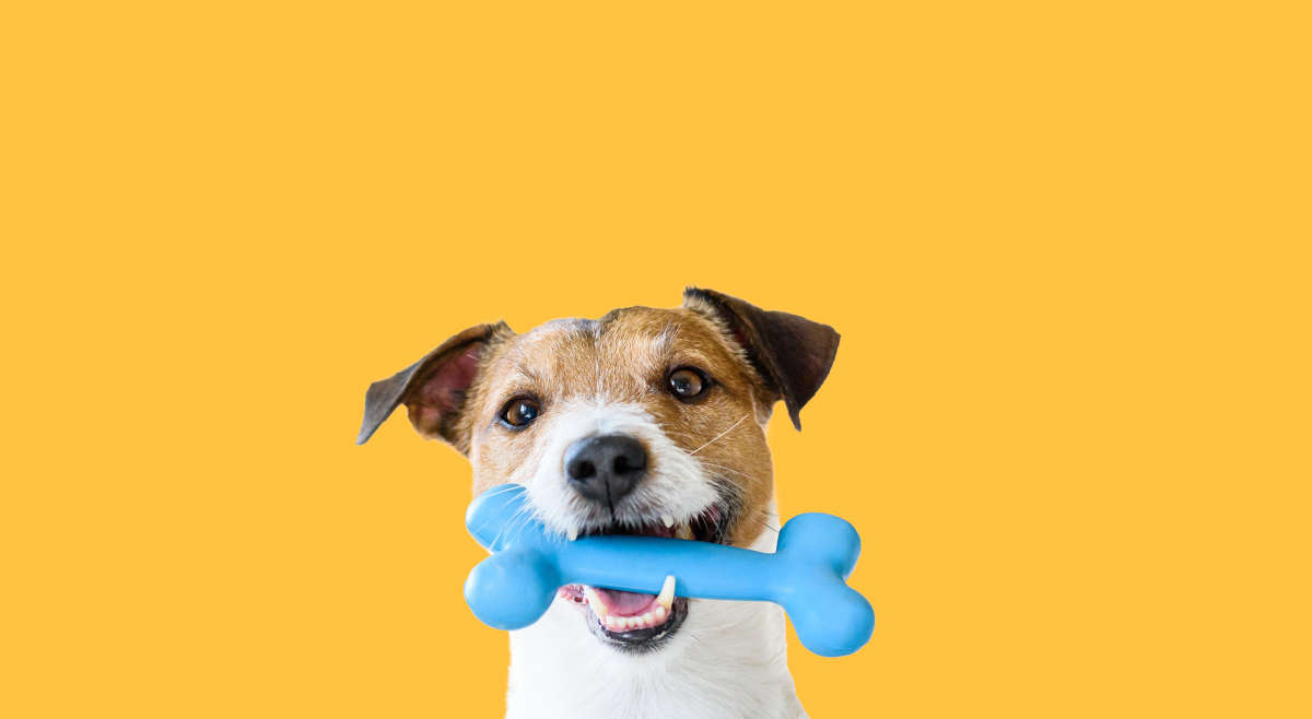 Jack Russell Terrier dog with toy bone