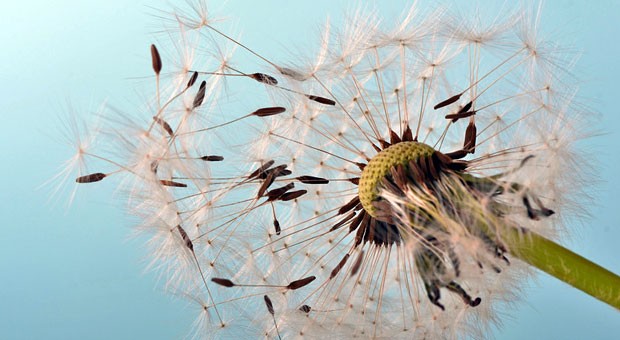 Erst hoch fliegende Hoffnungen, dann Ernüchterung: Fehler bei der Existenzgründung lassen viele Gründer schon in den ersten Jahren scheitern.