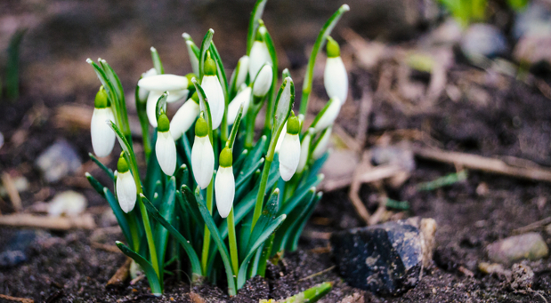 Wenn sich die Schneeglöckchen zeigen, naht der Frühling - und mit ihm nicht selten der Start neuer Unternehmensprojekte.