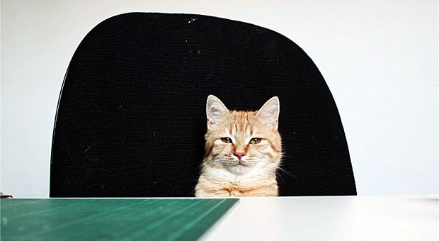 Was würde diese Katze wohl im Unternehmen ändern, wenn sie für einen Tag der Chef wäre? Vermutlich: Mehr Mäuse für alle ...