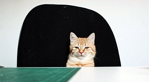 Was würde diese Katze wohl im Unternehmen ändern, wenn sie für einen Tag der Chef wäre? Vermutlich: Mehr Mäuse für alle ...