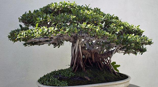 Bonsai