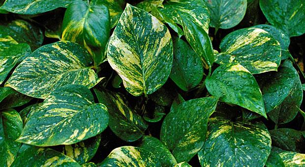 Efeutute, Epipremnum aureum