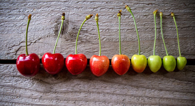 Noch grün hinter den Ohren: Der Altersunterschied zwischen jungen Vorgesetzten und ihren älteren Mitarbeitern kann die Unternehmensleistung negativ beeinflussen.