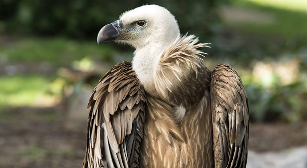 Alles lief prima - aber plötzlich hatte der Pleitegeier das Start-up von Sven Franzen im Auge. Neun Monate brauchte er, um die Finanzkrise zu meistern.