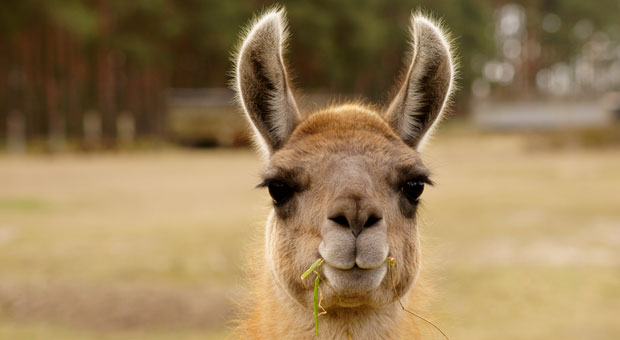 Dass man nicht in die Arbeit kommen kann, wenn die Kinder krank sind, ist verständlich. Aber ob der Chef ein krankes Lama als Krankheitsgrund akzeptiert?