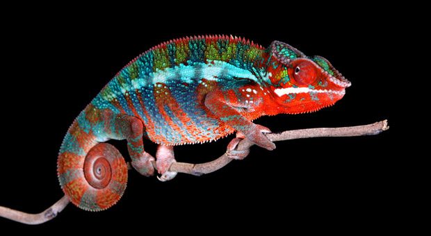 Wer sich wie ein Chamäleon an Veränderungen anpassen muss, durchläuft in solchen Change-Prozessen acht Phasen, die es zu meistern gilt.