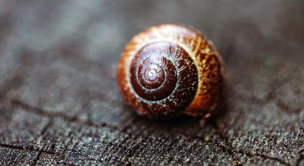 Sie sind stille Zuhörer und ziehen sich gerne zurück -  introvertierte Mitarbeiter trauen sich nur selten aus ihrem Schneckenhaus heraus.