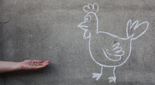 Für die Einwandbehandlung brauchen Sie keine verlockenden Körner, sondern überzeugende Argumente.