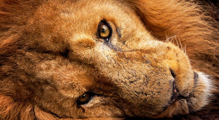 Alles Wichtige in vier Stunden erledigen und den Rest des Tages schlafen oder dösen - das ist die Löwen-Strategie.