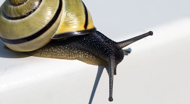 Verglichen mit dem Kollegen sind selbst Schnecken noch schnell, und seine schlechte Arbeitsleistung treibt Sie regelmäßig zur Weißglut? Dann ist es höchste Zeit zu handeln.