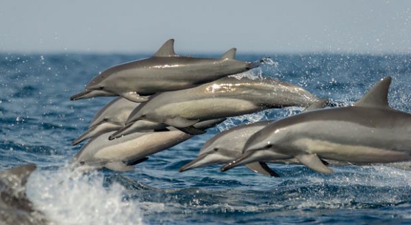 Richard Barrett / WWF-UK