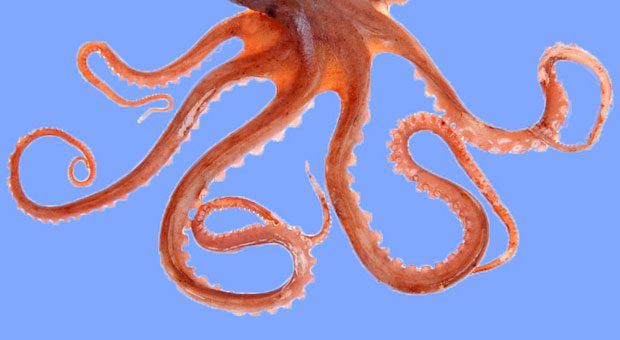 Wenn der Job sich in alle Winkel des Privatlebens ausbreitet, vergeht vielen Selbstständigen die Freude am Home-Office.