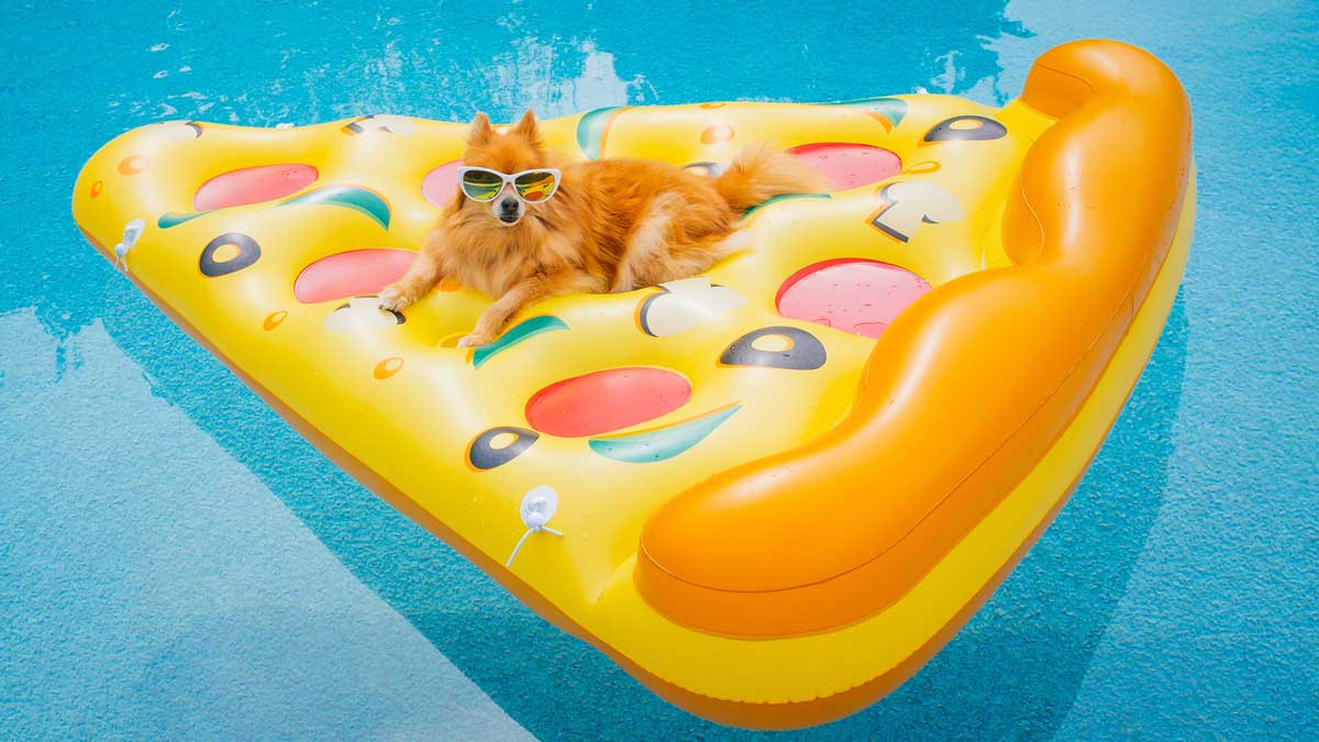 Hund mit Sonnenbrille auf Pizzabadeliege mit Pool Hintergrund