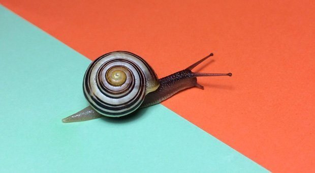 Im Schneckentempo vorwärts? Das war Vanessa Weber früher ein Graus. Inzwischen hat die Unternehmerin gelernt, ihre Ungeduld zu zügeln.