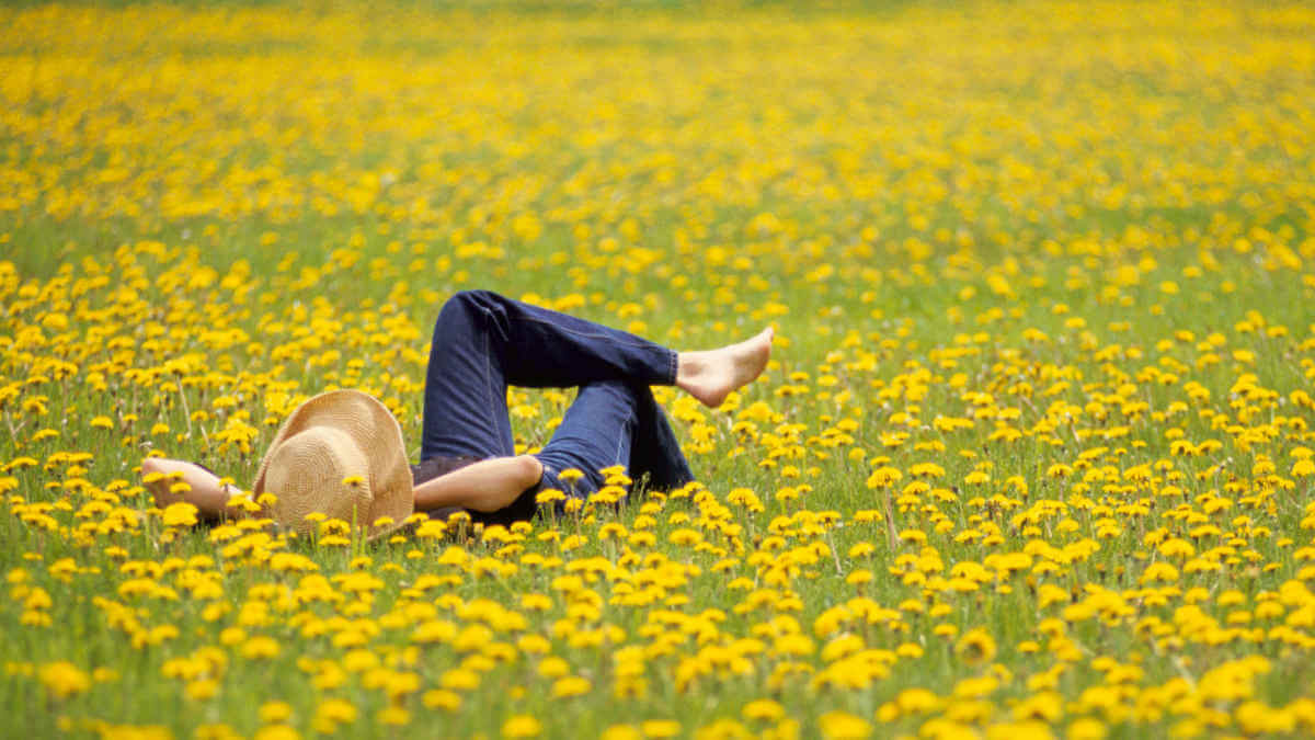 Eine Person mit Strohhut liegt in einem Feld aus Löwenzahn-Blumen