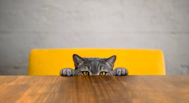 Eine Katze, die sich unter der Tischplatte eines Meeting-Tischs versteckt. Nur Augen, Ohren und Vorderpfoten sind über der Tischplatte zu sehen.